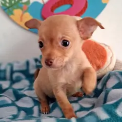 Paquito