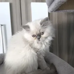 CFA Himalayan Female Kitten