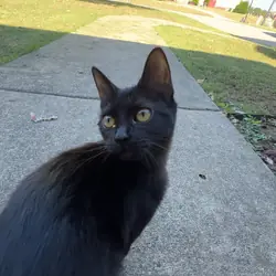 Black kitty