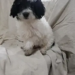 Maltipoo puppies