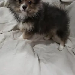 Pomeranian puppy