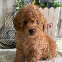 puppies