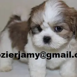 Beautiful Lhasa Apso Puppies