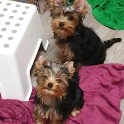 Yorkie for adoption (arielmeagan26@gmail.com)