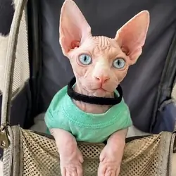 Gem eyed Male alfa