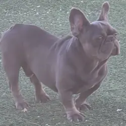 1 year old frenchie