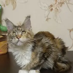 Beautiful Long-Haired Tabby Cat – Friendly
