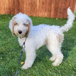 Standard Poodle Puppy