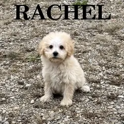 Rachel Female Schnoodle Puppy