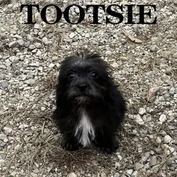 Tootsie Female Schnoodle Puppy