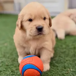 Golden Retriever Puppies