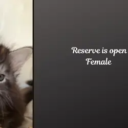 Male and female Maine coons Michigan
