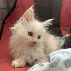 Pedigree Maine coon male ( Michigan)