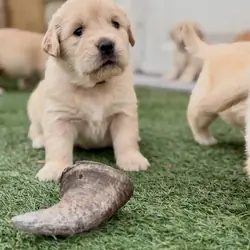 Adorable Golden Retriever Puppies
