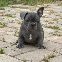 Male French Bulldog - Buddy