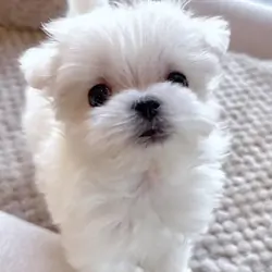 Maltese Puppies Available