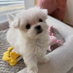 Healthy Maltese Puppies