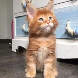 Maine Coon Kittens Available
