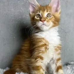 Male and Female Maine coon kittens