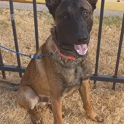 Amazing Belgian Malinois Puppy
