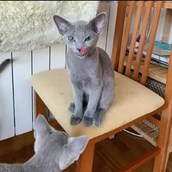 Playful Russian Blue kittens