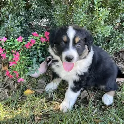 Australian Shepherd puppies