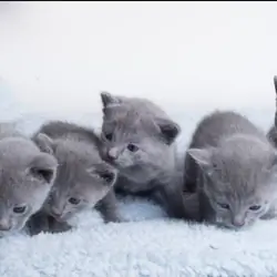 Lovely Russian Blue kittens ready