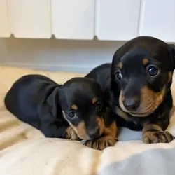 Miniature Dachshund Puppies – 8 Weeks Old – Ta