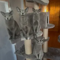 Beautiful Russian Blue cat