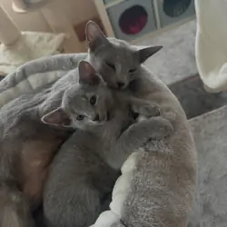 Affectionate Russian Blue kittens