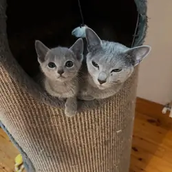 Purebred Russian Blue kittens available