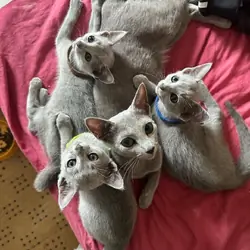 Well trained Russian Blue kittens