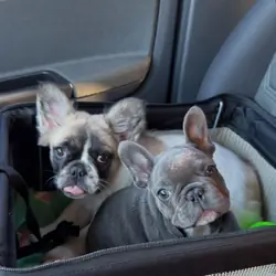 Beautiful Frenchie ready