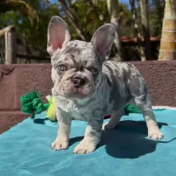French bulldog puppy