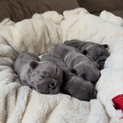 Affectionate French bulldog puppies