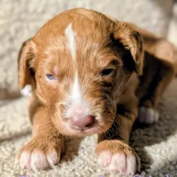 Aussiedoodle Puppies