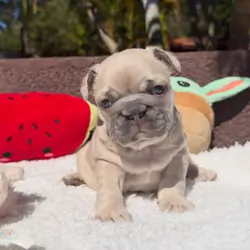 Adorable French bulldog puppies ready