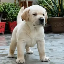 Adorable English White Labrador Puppy - Healthy,
