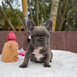 French bulldog puppies ready now