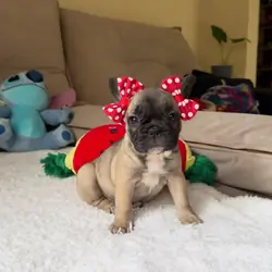 Beautiful Frenchie ready to go.