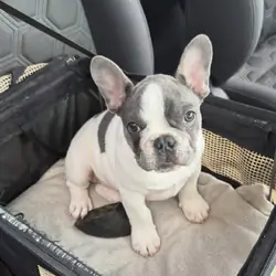 Sweet French bulldog puppies ready