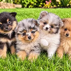 Pomeranian puppies