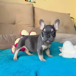 Healthy French bulldog puppies ready