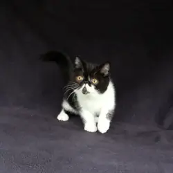 ExoticShorthairPersian Kittens Available 10/10/26