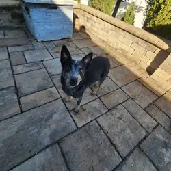 Blue heeler