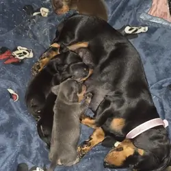 Adorable Miniature Dachshund Puppies