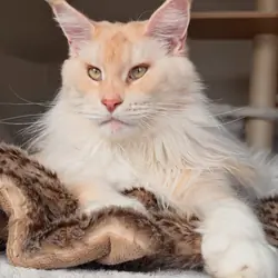 Gorgeous Cream Female Maine Coon - 2 Years Old