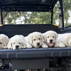 AKC English Labrador Puppies