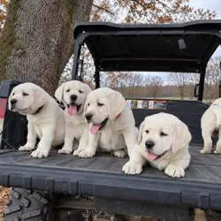 AKC English Labrador Puppies