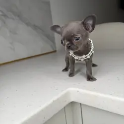 Teacup French bulldog